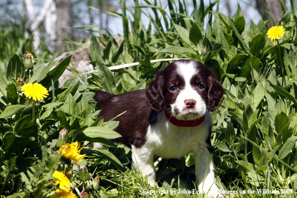 Springer Spaniel puppy in yard