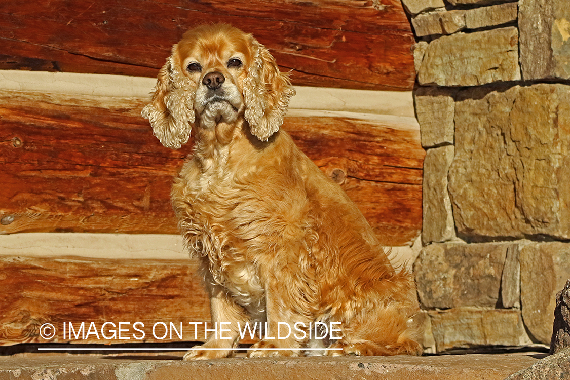 Cocker Spaniel on stone steps.