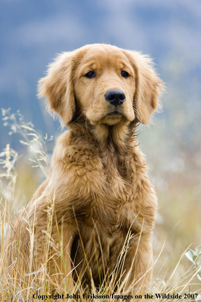 Golden Retriever puppy