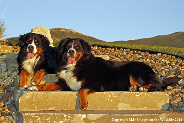 Bernese Mountain Dogs.