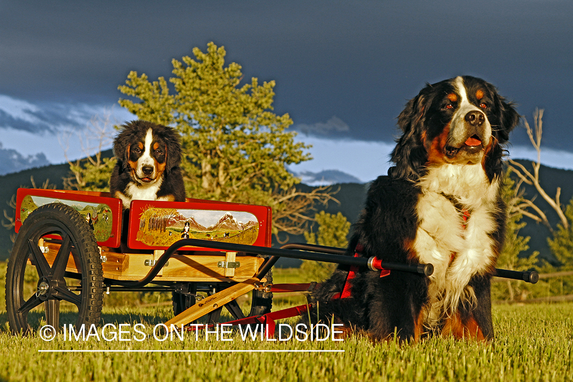 Bernese Mountain Dog pulling a Bernese puppy in a wagon.