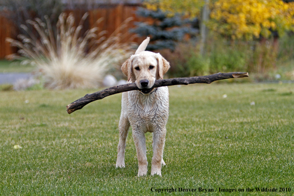 Yellow Labrador Retriever Puppy with stick