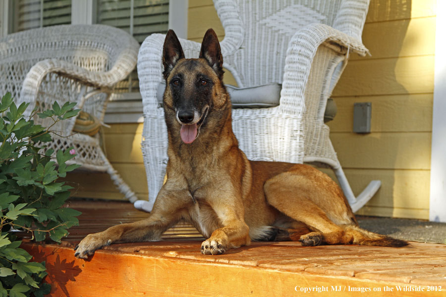 Malinois on porch.