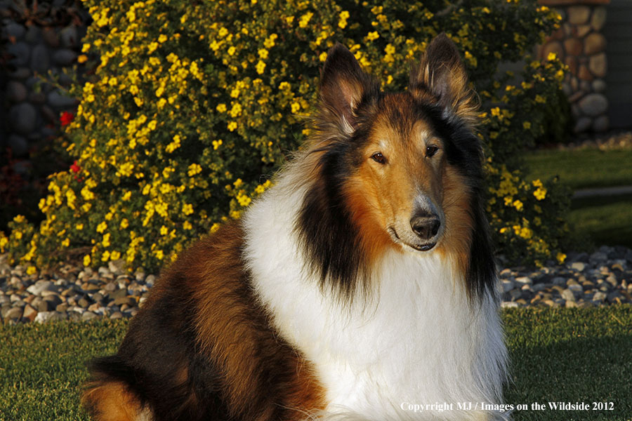 Collie in yard.