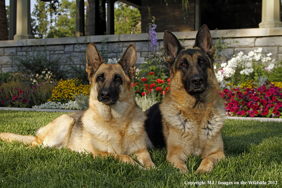 German Shepherds