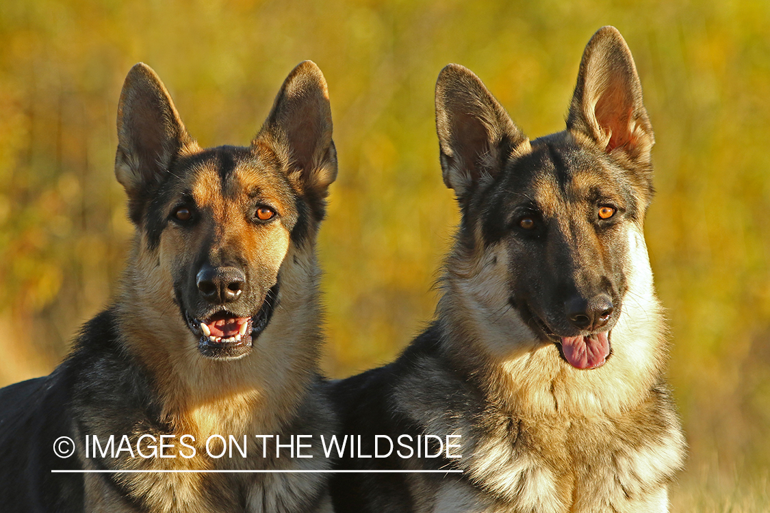 German Shepherds in grass.