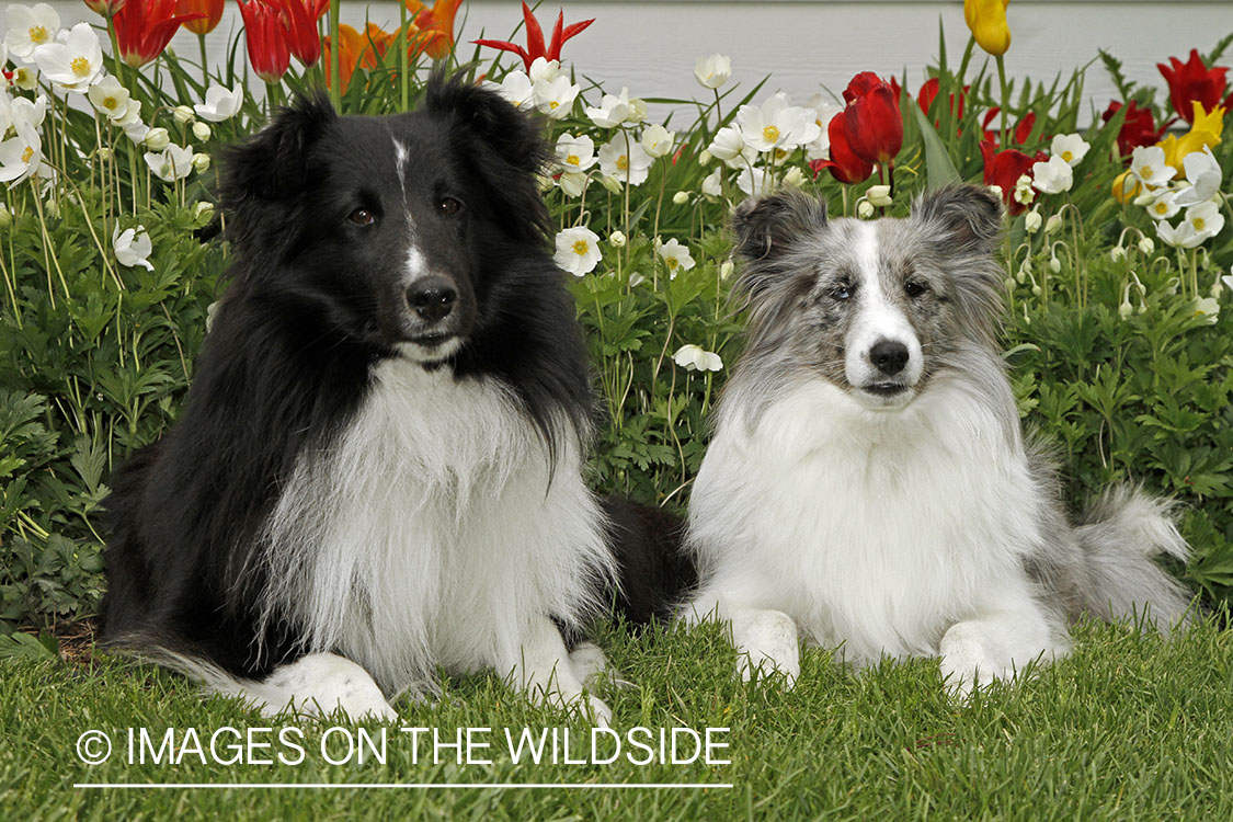 Shelties in field. 