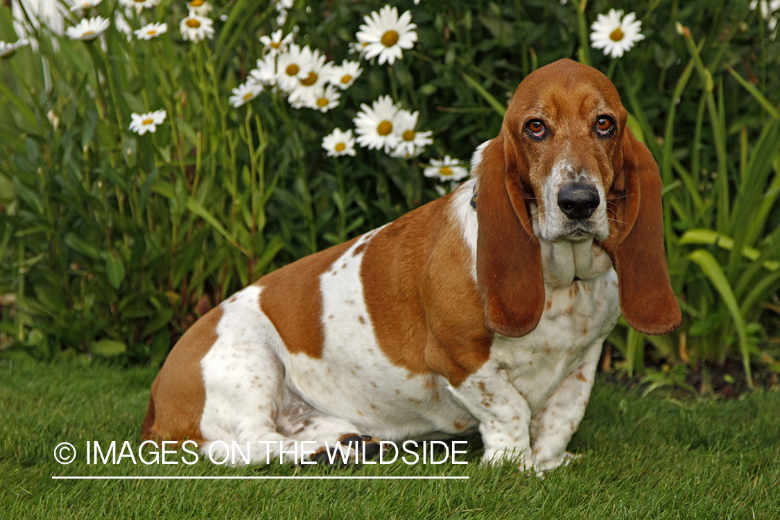 Basset Hound