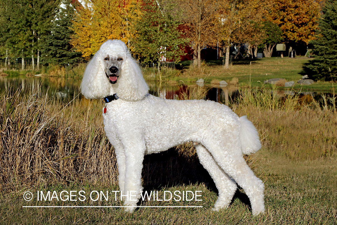 Standard Poodle next to pond.