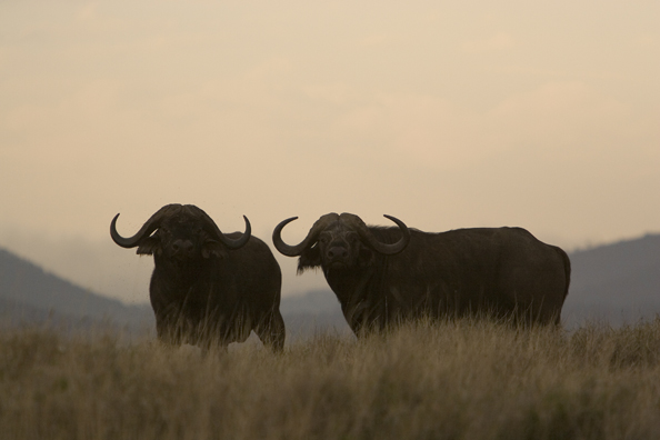 African Cape Buffalo