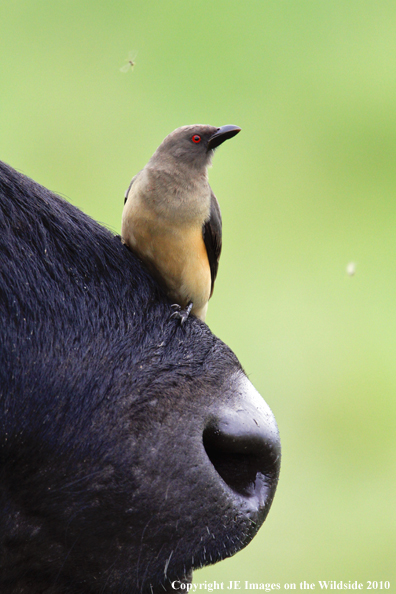 Cape buffalo with oxpecker, Kenya, Africa.