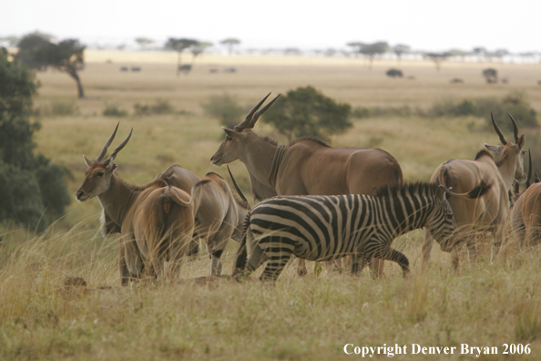 African Eland on plains
