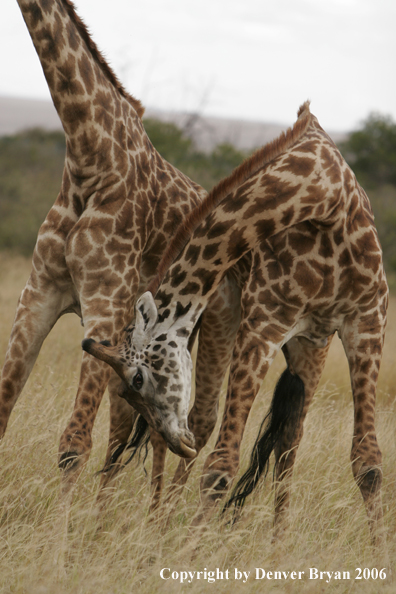 African Masai Giraffes fighting