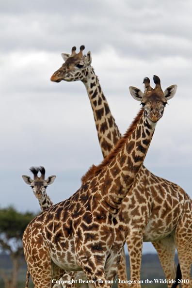 Masai Giraffe Herd