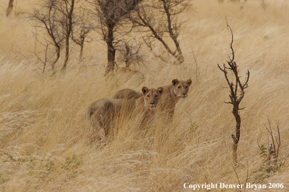 African lionesses 