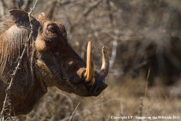 Warthog in habitat. 