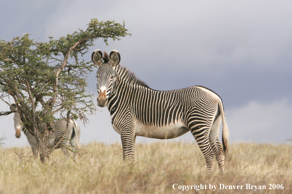 Grevy's Zebra