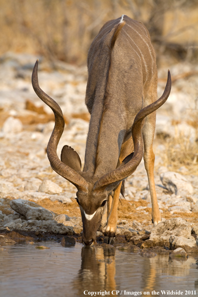 Kudu in habitat. 