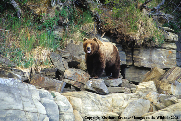 Brown Bear in habitat
