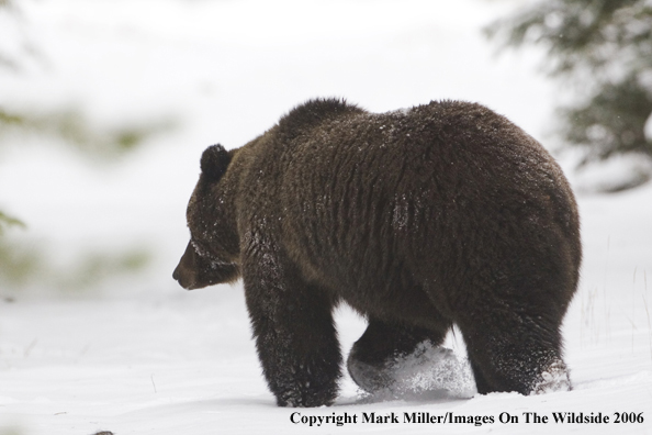 Grizzly bear in habitat.