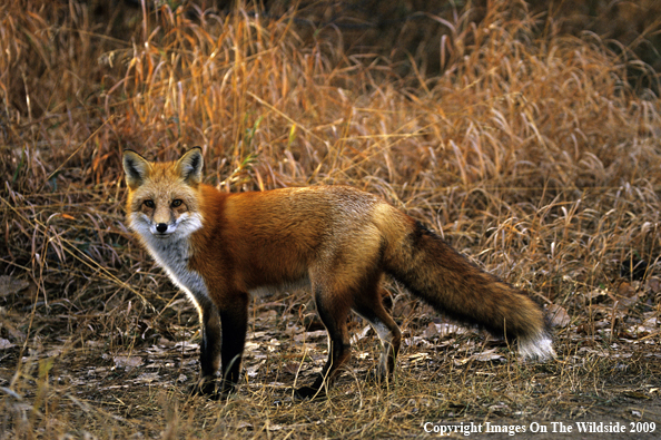 Red Fox