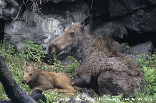 Cow and calf moose bedded in habitat.