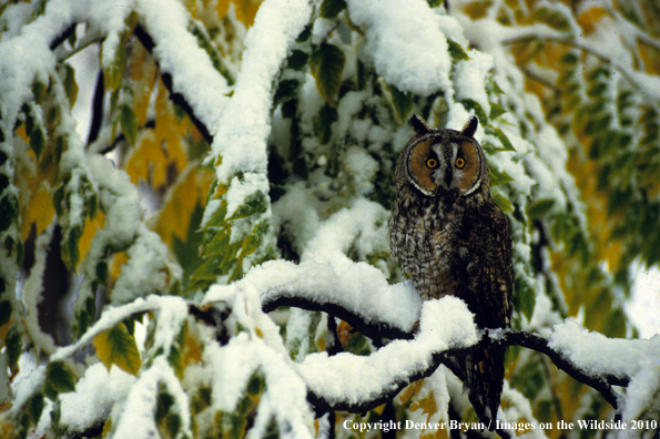 Long-eared owl perched in walnut tree