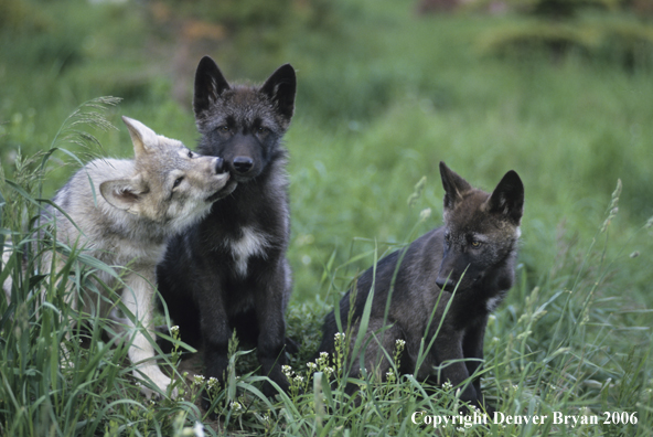 Gray wolf pups in habitat.