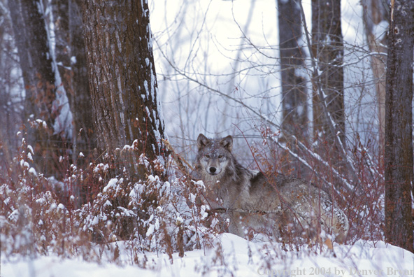 Gray wolf in winter habitat.