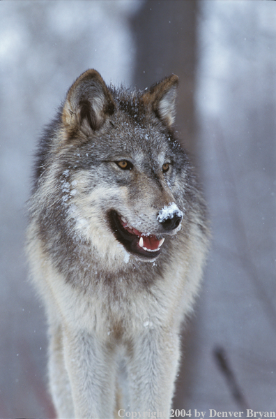 Gray wolf in winter habitat.