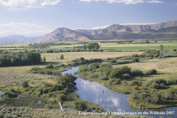 Flyfisherman on creek
