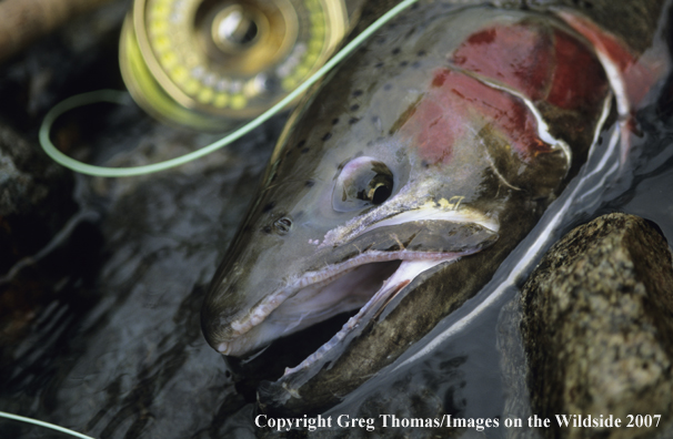 Flyfishing steelhead