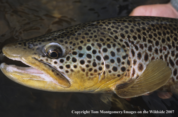 Brown Trout