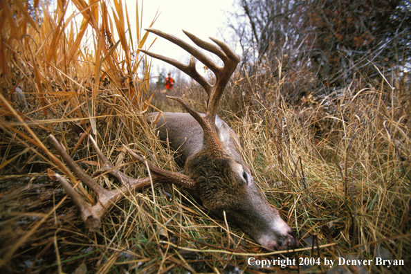 Hunter approaching downed white-tailed deer.