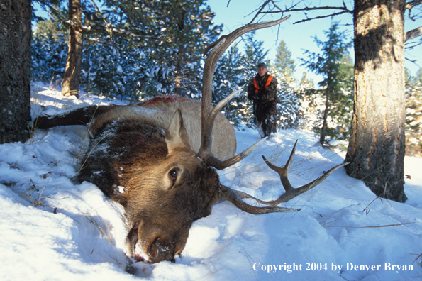 Big game hunter approaching downed elk.