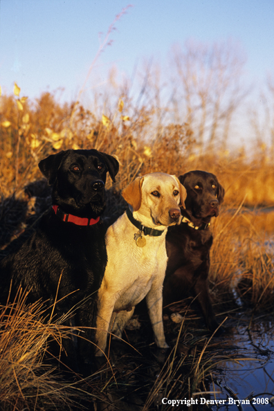 Labrador Retrievers