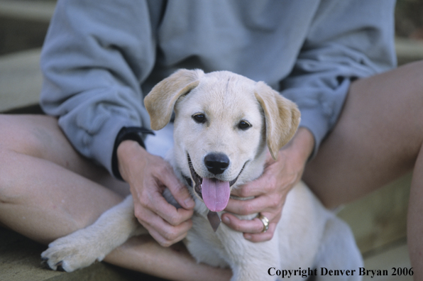 Yellow Labrador Retriever puppy