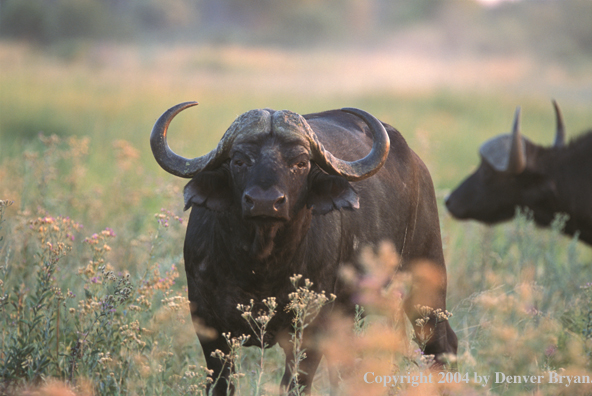 Cape Buffalo in habitat.