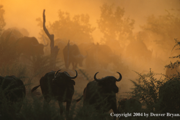Herd of Cape Buffalo in habitat.