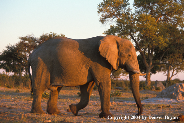 African elephant at sunrise/sunset.