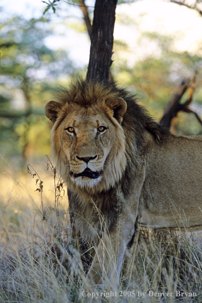 African lion in habitat.