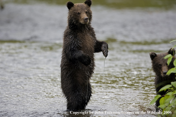Brown bear cubs in river.
