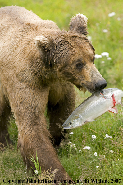 Brown bear with fish