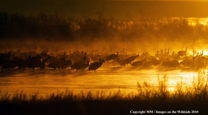 Sandhill Crane flock in habitat