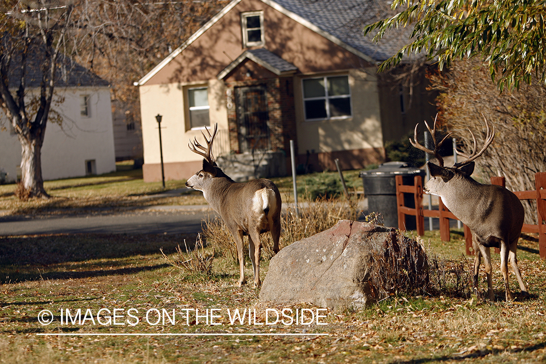 Mule deer in urban setting