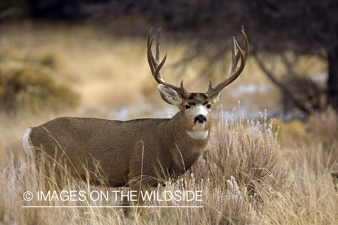 Mule deer 
