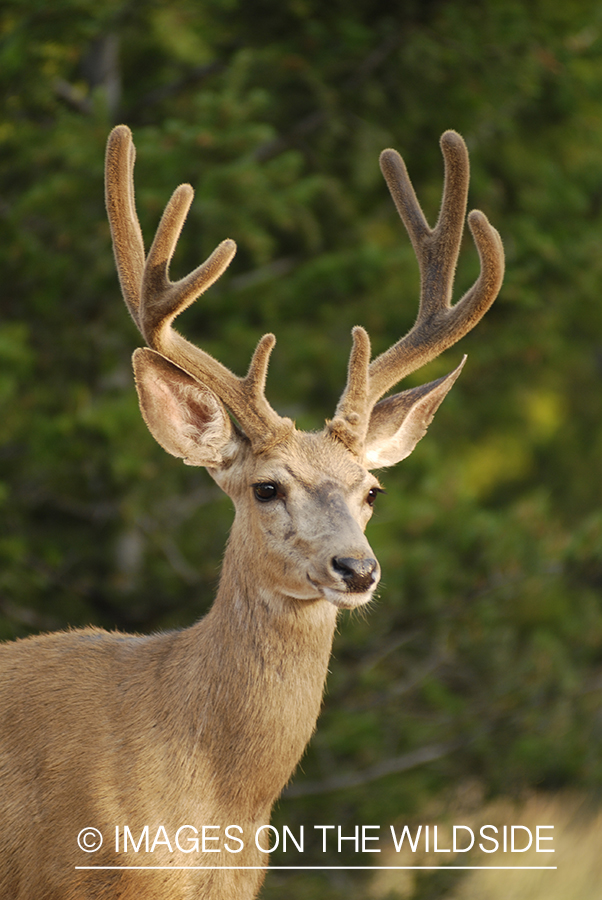 Mule deer in velvet