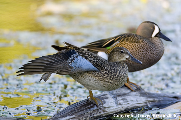 Close-up of a Blue-winged Teal duck pair.