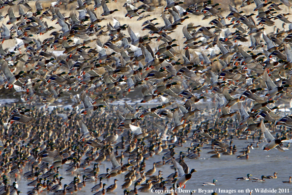 Large flock of mallards in flight. 
