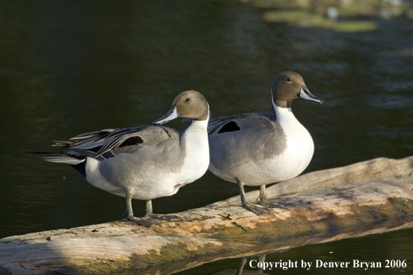 Pintail ducks.